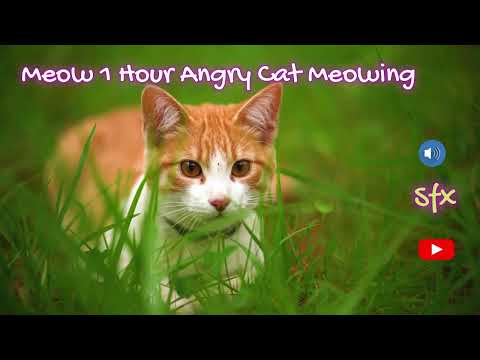 Angry cat meowing | Aggressive cat sound 1 hour
