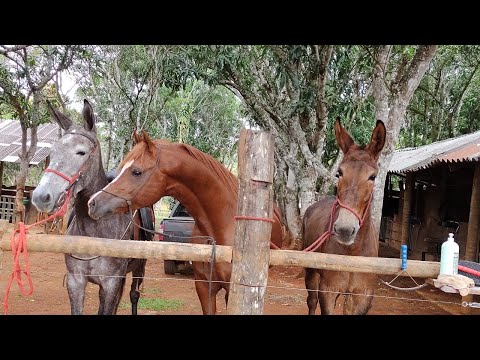 The mule heat controversy