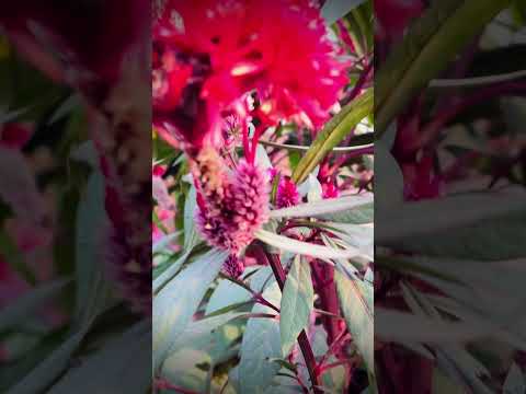 Wowsocute🌷💐🌺🌸🍁