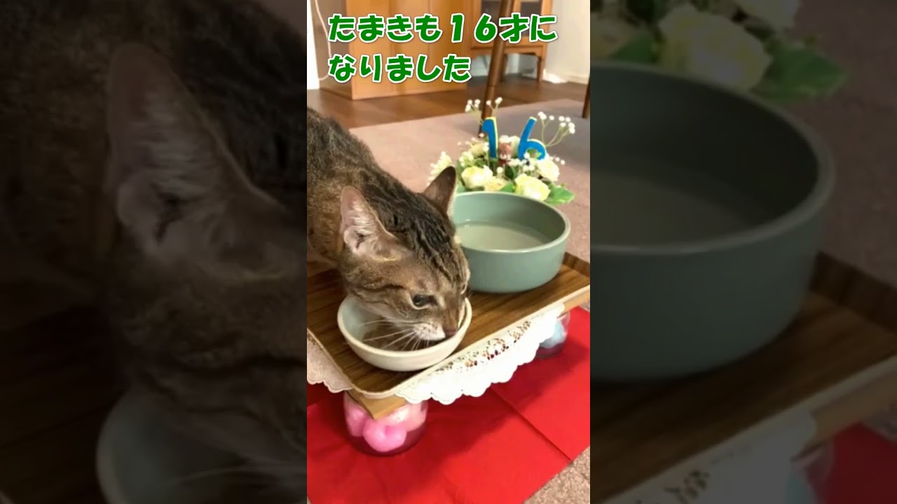 たまき16才になったよ