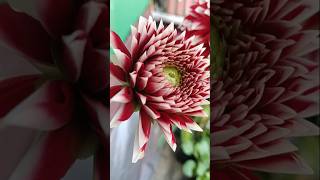 Download lagu Just a little dahlia magic.💮#dahlia mp3