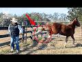35 Powerful Horse Kicks That Show Nature S Raw Reflexes Animal Documentary