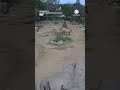 Elephants Form Alert Circle To Protect Young During Earthquake
