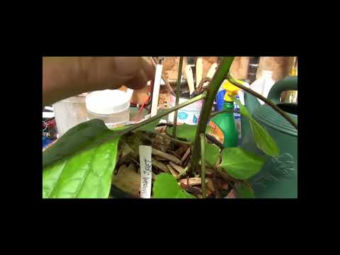 ⟹ Madame Jeanette Yellow Pepper AKA SURINAM YELLOW Capsicum chinense