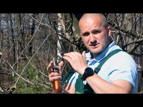 Kako pravilno orezati voćke - I dio