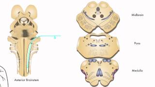 AXON: Trigeminothalamic Pathway (Pain &amp; Temperature) from Face (7 of 9)