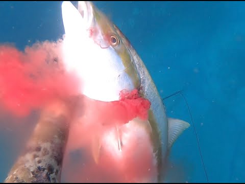 Spearfishing Sydney NSW vol 7