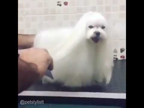 Dog hair styles