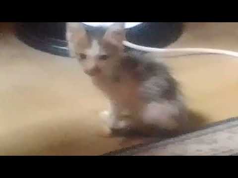 My cat favorite part 3