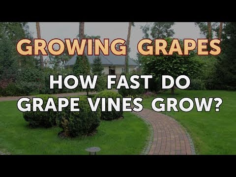 What Type of Fertilizer to Use on Grape Vines