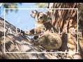 AUSTRALIA OSTKÜSTE Vacay BEST PLACES 4K