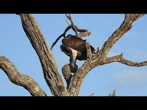 Martial Eagle Polemaetus bellicosus Kruger National Park South Africa