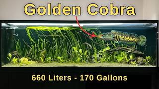 Epic Aquarium Setup for Future Monster Fish! Incredible Predator Tank!