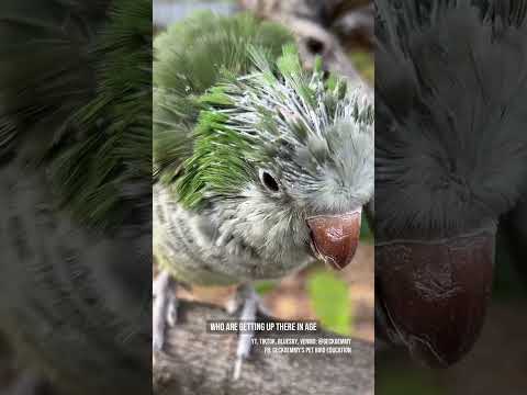 Reno is the king of pinfeathers 👑 #petbirds #featherpreening #pinfeathers #quakerparrot