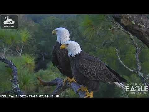 FIRST MATING AT THE NEST  SAMSON AND GABRIELLE 09292020