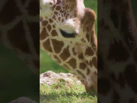 3 Reasons why animals do not have tooth decay (as much as humans)