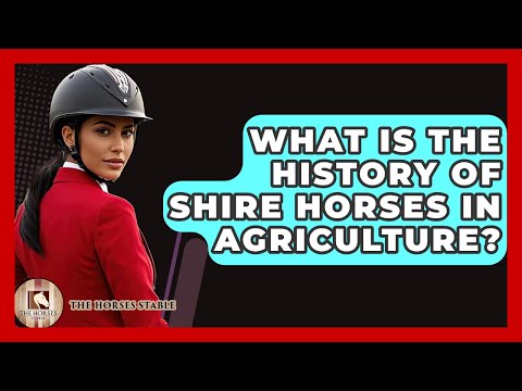 What Is The History Of Shire Horses In Agriculture? - The Horses Stable
