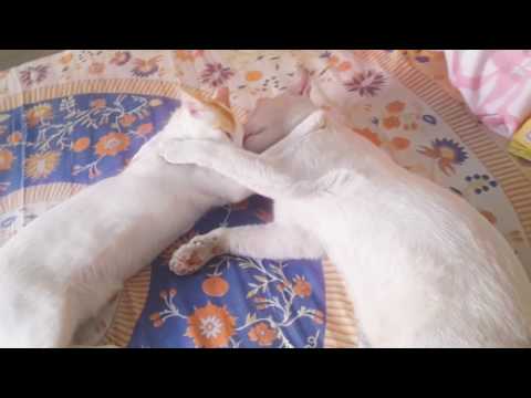 Cat brothers  love each other 😸😸😍😍😍