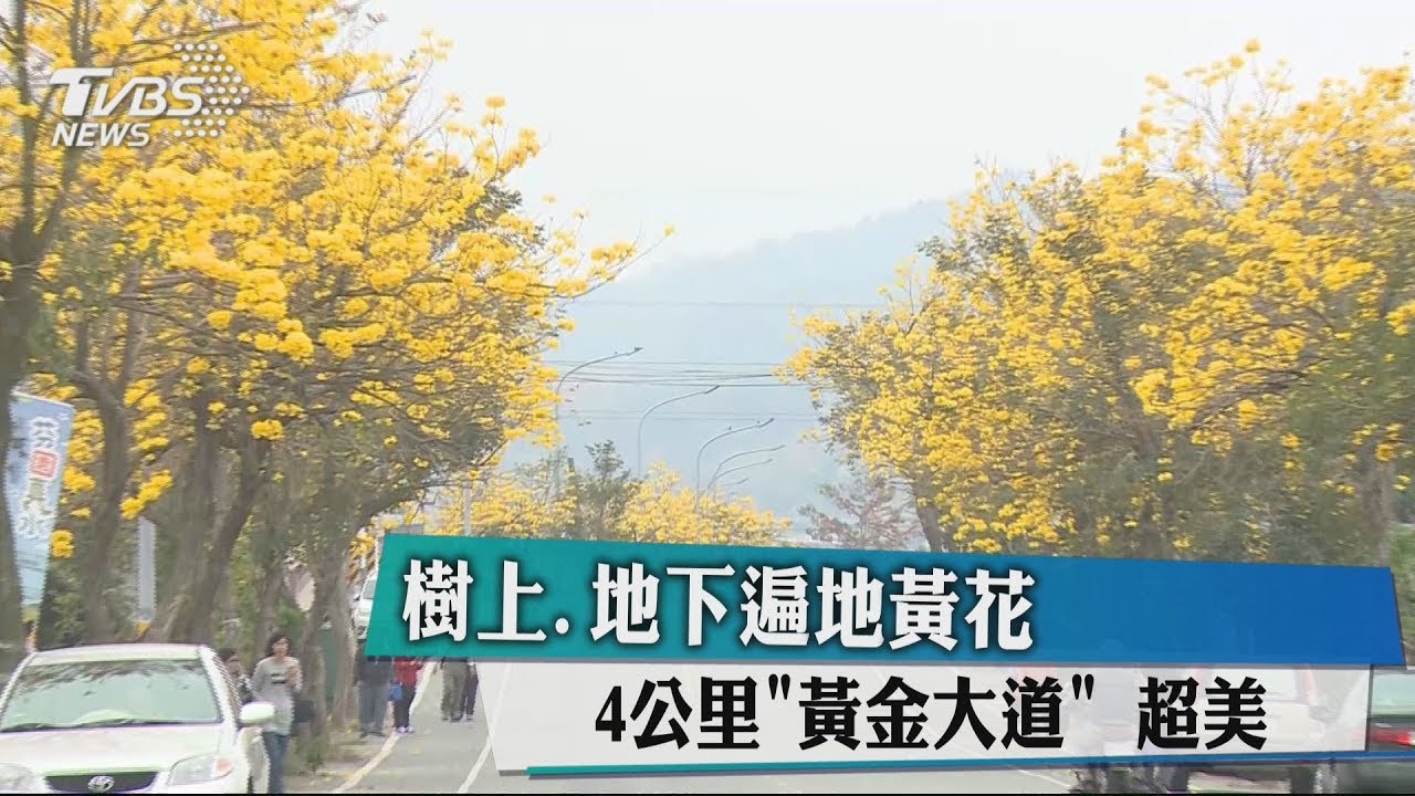 黃花風鈴木開花 「黃金大道」如置身國外