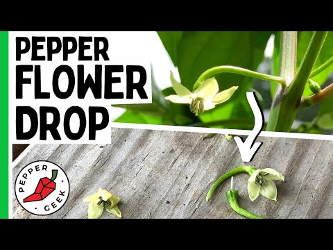 , title : 'Why Do Pepper Flowers Fall Off? Pepper Flower Drop -  Pepper Geek'