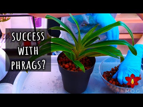 The 'Super Self Watering' Setup 🤯 Trying to grow Phragmipedium Orchids.. again