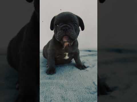 French Bulldog puppy for sale