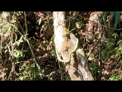 Cegunda parte del rio de la pita gualan zacapa Guatemala Centro America 