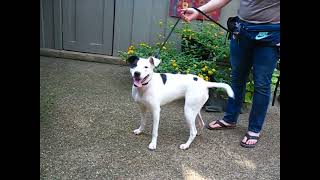 Video preview image #1 Labrador Retriever-Unknown Mix Puppy For Sale in Enfield, CT, USA
