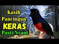PANCINGAN MURAI BATU GACOR AMPUH MENJADIKAN Murai Batu Agar Cepat Bunyi NYAUT