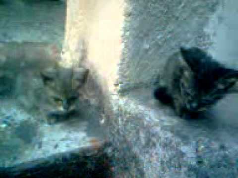 Kili-Manjaro: A sweet debate :)