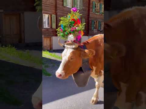 Swiss cow 🐄😍🇨🇭. #shorts #trending #youtubeshorts #travel