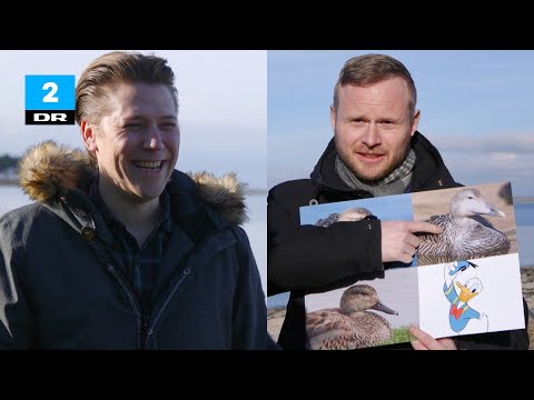 Nej til vindmøller, ja til edderfugle | Tæt på sandheden | DR2