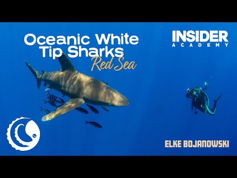 Elke Bojanowski - Oceanic White Tip Sharks of the Red Sea