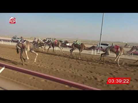  ش 9 (زعفرانه) لـ مبارك العثه خزع العثة العامري 7:54:43 ، شارة الديوان 2026/10/25 إيذاع الوقن
