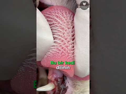 Kedilerin Korkunç Dilleri! 🐱👅😨
