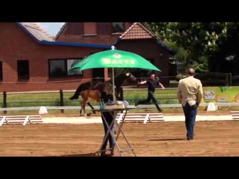 Hengstfohlen von Zinedine-Arpeggio-Pilot 2015