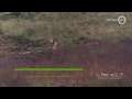 Veluwse wolvenwelpjes huppelen vrolijk door het veld