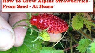 How To Grow Alpine Strawberries From Seed: Planting Alpine Strawberries & Growing Seedlings