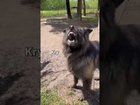 Once an aggressive dog 🐶 see how he behaves today! ❤️🐾 #fundacjaada #resuce #dog #shorts