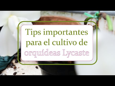 , title : 'Tips importantes para el cultivo de orquídeas Lycaste | Alma del bosque'