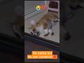 CORGI LEFT BEHIND BY OWNER 😭💔#corgi #dogshorts #dog #puppy #shorts #cutedogs #petshorts