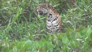 preview picture of video 'Hunting Jaguar in the Pantanal, Brazil'