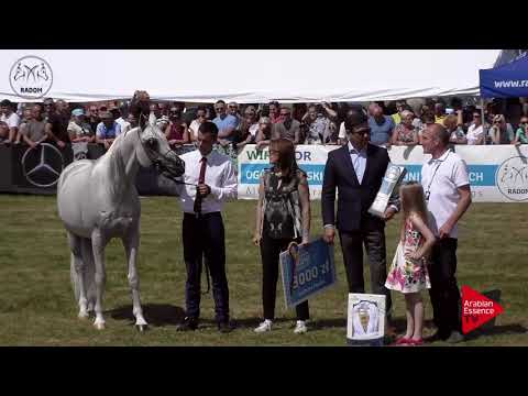 2 nd placeN.81 KABSZTAD - Radom 2017 - Senior Stallions Championship (Class 14)