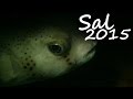 Diving - Sal - Kap Verden 2015 - Afrika
