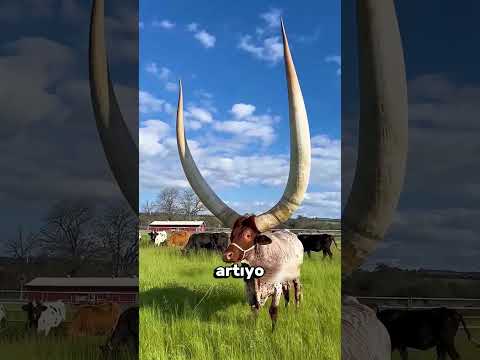 Boynuzlar Neden Kesilmiyor?🐂