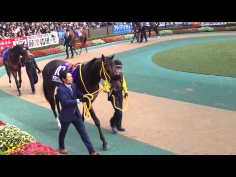 2015.11.29 ジャパンカップ パドック