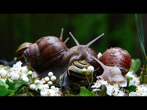 Most beautiful snails in the World | #Beautiful Nature