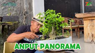 Download lagu MEMBUAT BONSAI PANORAMA DARI DASAR SAMPAI JADI mp3