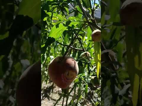 Saliendo de sapahaqui a la paz #paisajes #frutas