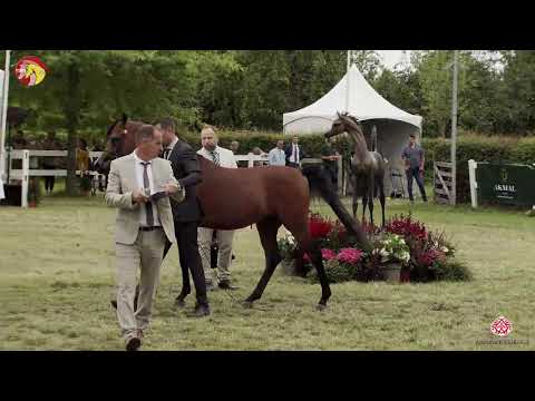 N 44 HAASH OSB   2020 ELRAN ARABIAN CUP   Colts 3 years old Class 8